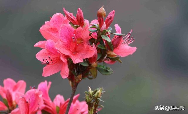 杜鹃花叶片、花蕾容易脱落，学会这几招，常年青枝绿叶、繁花盛开
