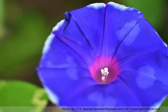 2019年我种过的100种花，美文美图
