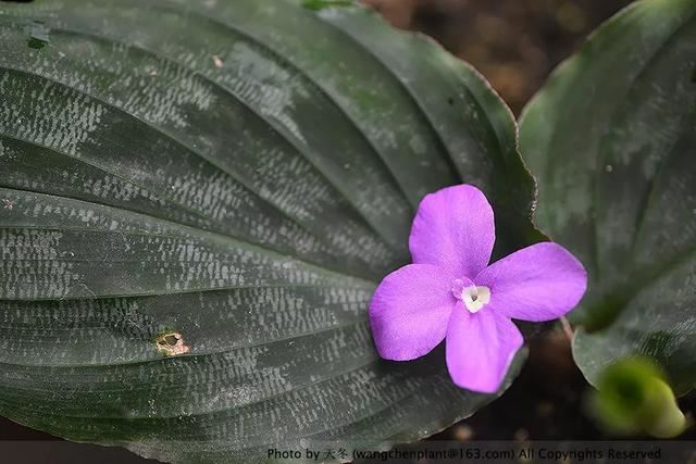 2019年我种过的100种花，美文美图