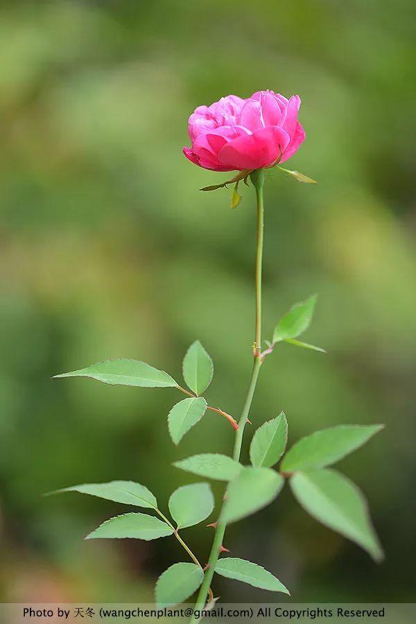 2019年我种过的100种花，美文美图