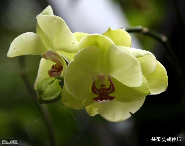 蝴蝶兰易发生“蚧壳虫害”，掌握防治技巧，可以提高蝴蝶兰产量