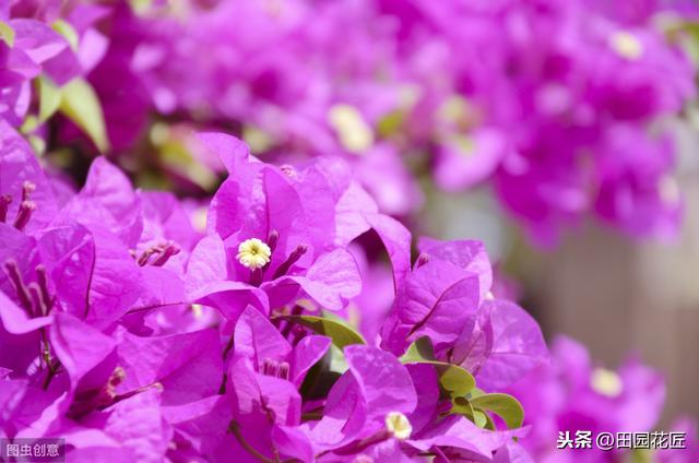 三角梅，落叶落花、易冻伤，这些知识点不可不知，冬季也能开花