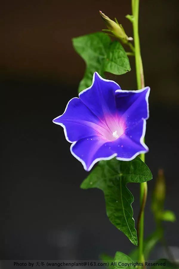 2019年我种过的100种花，美文美图