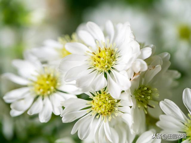 茼蒿菊——简单几步 打造球形花海，花开爆盆、花开不断 满花园