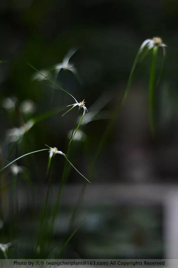 2019年我种过的100种花，美文美图