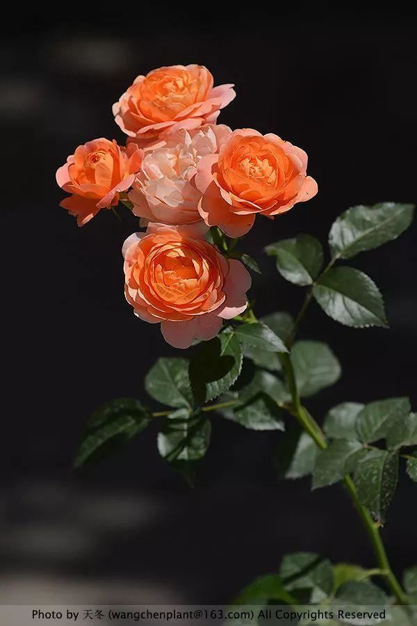 2019年我种过的100种花，美文美图