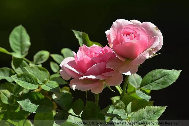 2019年我种过的100种花，美文美图