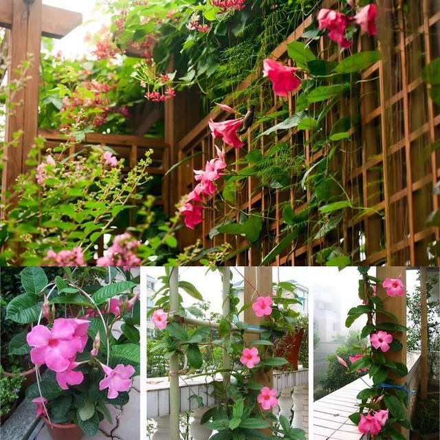 飘香藤：花开不断层掩映，一架篱笆满院香