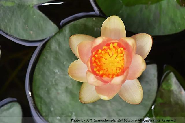 2019年我种过的100种花，美文美图