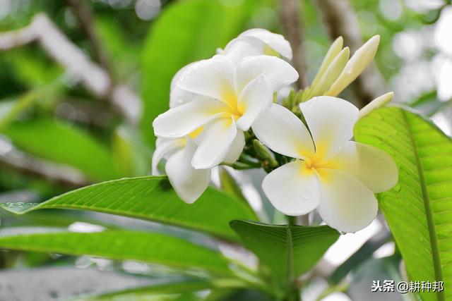 了解栀子花的栽培管理方法，叶片翠绿有质感，花朵肥大、花香浓郁