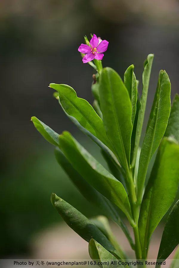 2019年我种过的100种花，美文美图