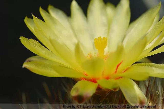 2019年我种过的100种花，美文美图