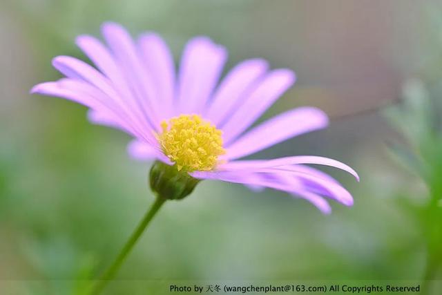 2019年我种过的100种花，美文美图