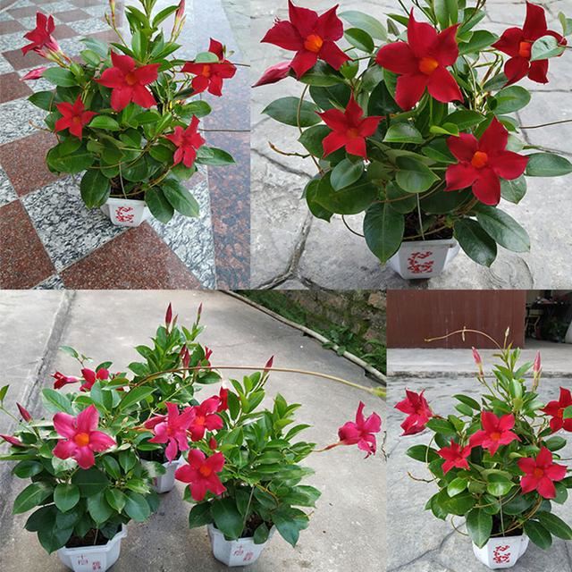 飘香藤：花开不断层掩映，一架篱笆满院香