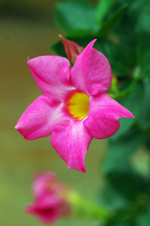 飘香藤：花开不断层掩映，一架篱笆满院香