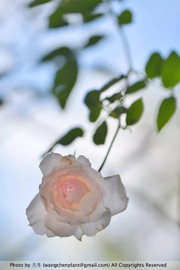 2019年我种过的100种花，美文美图