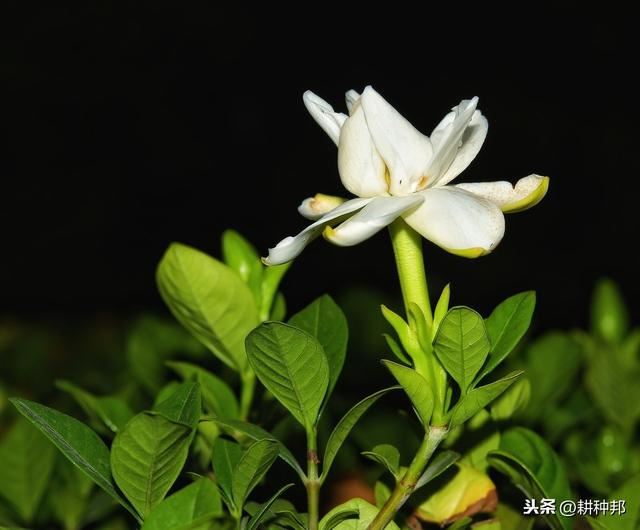 了解栀子花的栽培管理方法，叶片翠绿有质感，花朵肥大、花香浓郁