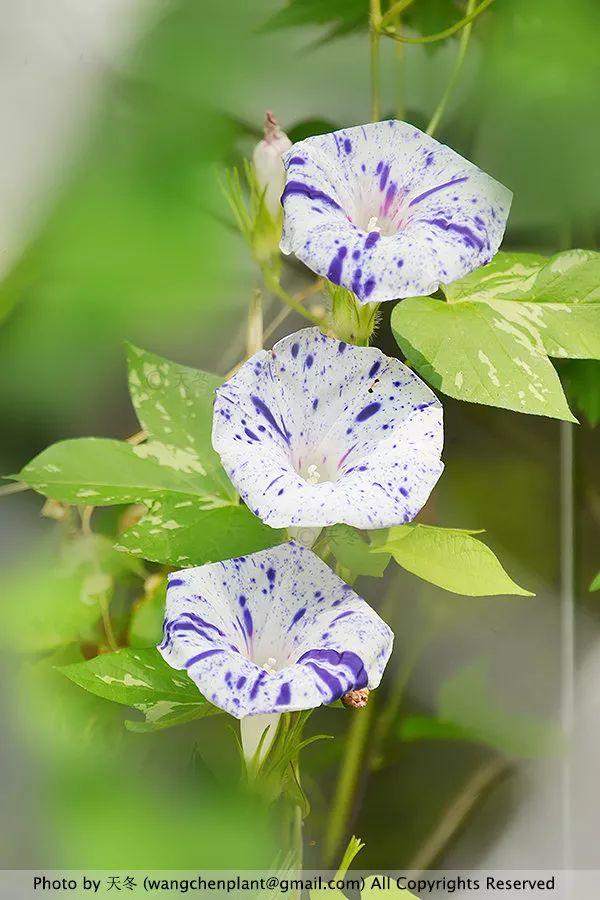 2019年我种过的100种花，美文美图