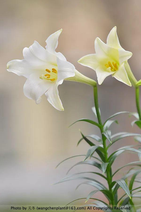 2019年我种过的100种花，美文美图