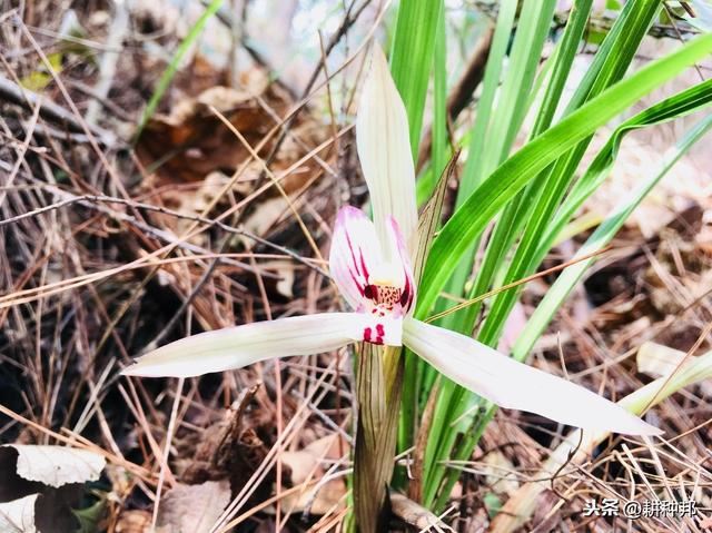 了解兰花的繁殖栽培管理方法，叶片光滑，花色淡雅，花香浓郁