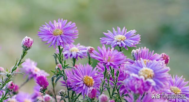 茼蒿菊——简单几步 打造球形花海，花开爆盆、花开不断 满花园