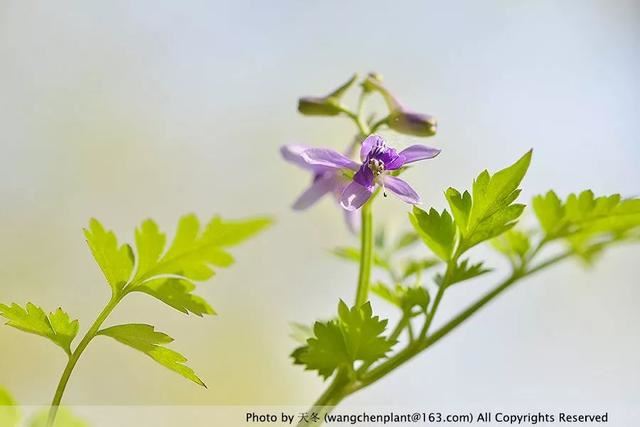2019年我种过的100种花，美文美图