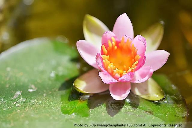 2019年我种过的100种花，美文美图