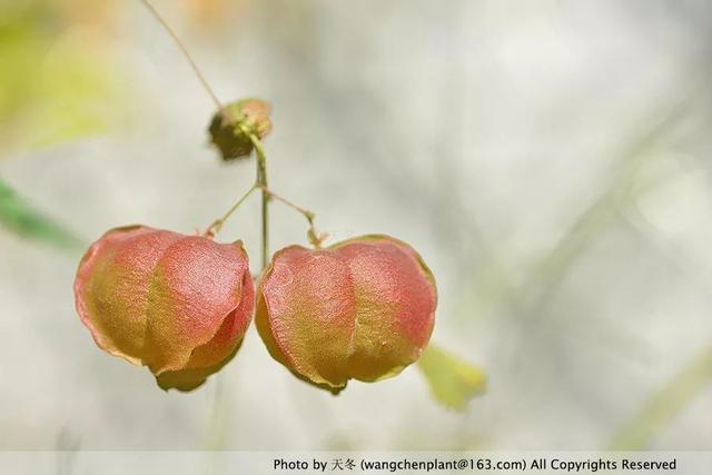 2019年我种过的100种花，美文美图