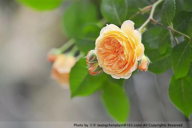 2019年我种过的100种花，美文美图