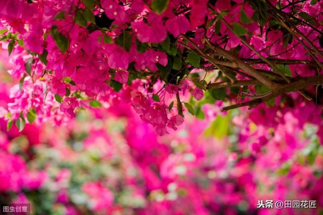 三角梅，落叶落花、易冻伤，这些知识点不可不知，冬季也能开花