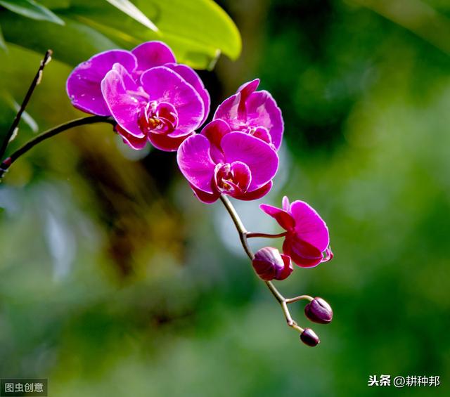蝴蝶兰叶子发黄是沾染“细菌性软腐病”，掌握方法，叶子又黑又亮