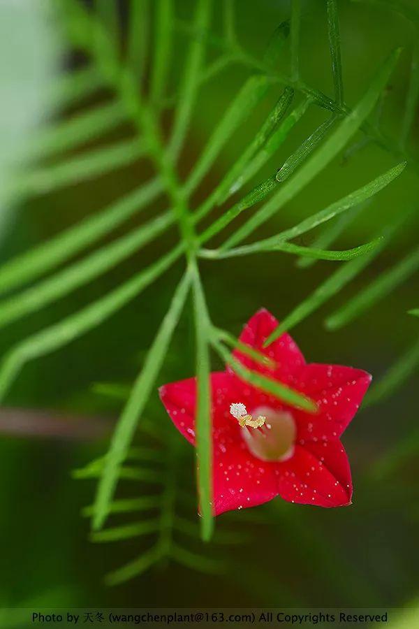 2019年我种过的100种花，美文美图