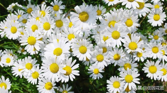 茼蒿菊——简单几步 打造球形花海，花开爆盆、花开不断 满花园