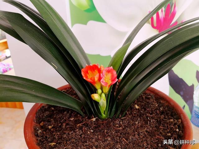 君子兰叶片干枯发黄，掌握防治措施，叶色亮绿，花姿艳丽端庄