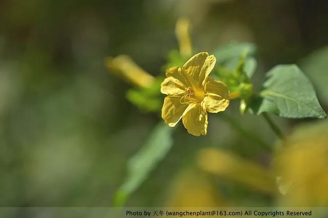 2019年我种过的100种花，美文美图