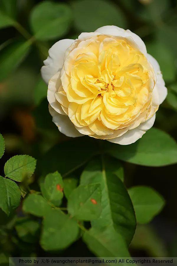 2019年我种过的100种花，美文美图