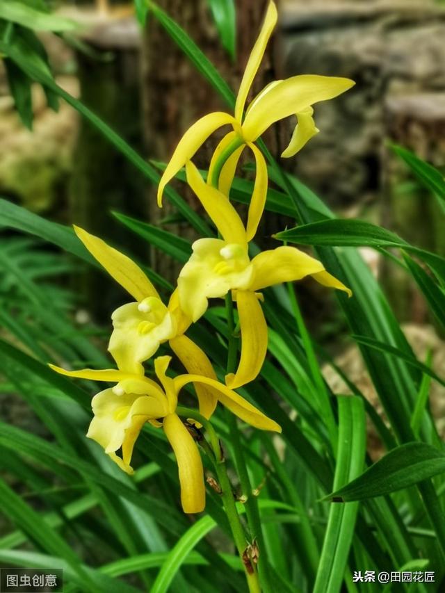 建兰不开花、叶片干枯发黄？学了这些技巧，叶片不枯黄、花香浓郁