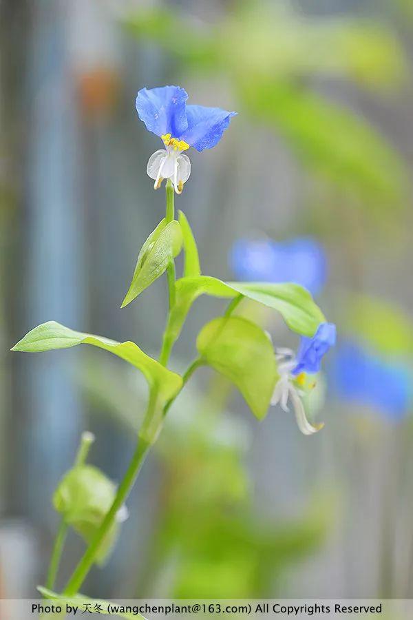 2019年我种过的100种花，美文美图