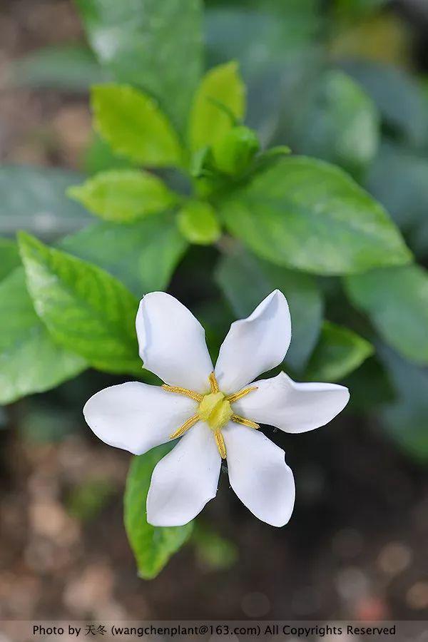 2019年我种过的100种花，美文美图