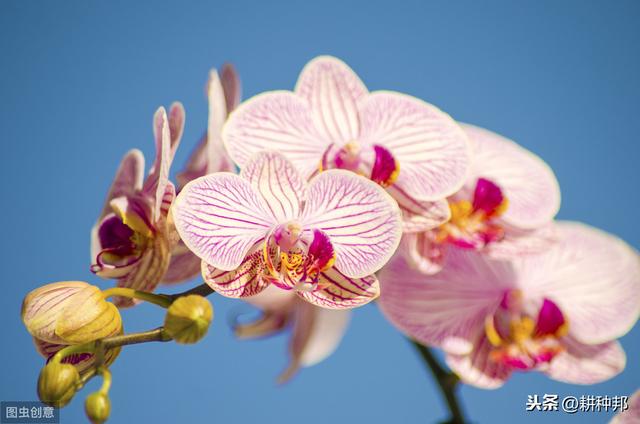 蝴蝶兰感染了“灰霉病”，掌握这些要点，使蝴蝶兰花姿妖艳多彩