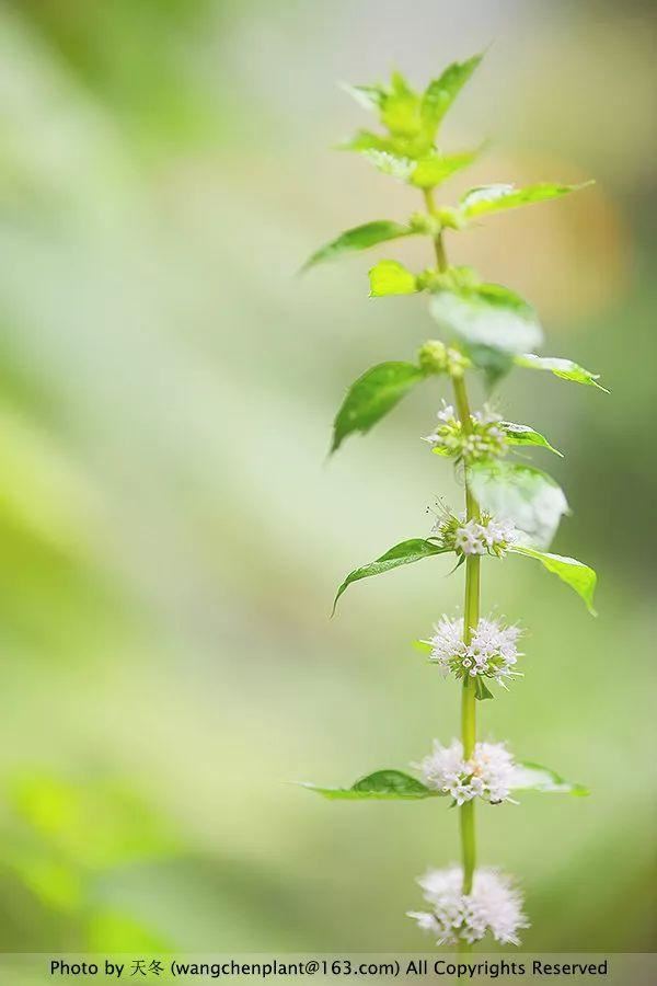 2019年我种过的100种花，美文美图