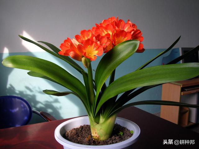君子兰叶片干枯发黄，掌握防治措施，叶色亮绿，花姿艳丽端庄