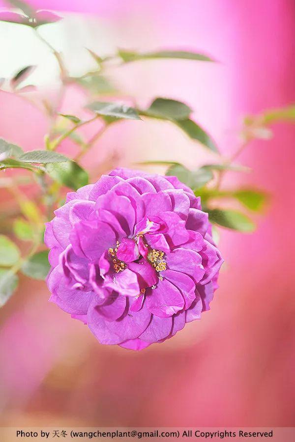 2019年我种过的100种花，美文美图