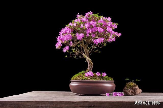 杜鹃花叶片、花蕾容易脱落，学会这几招，常年青枝绿叶、繁花盛开