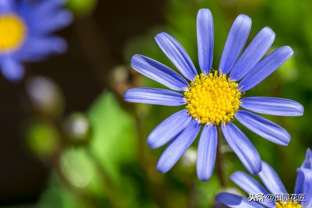 茼蒿菊——简单几步 打造球形花海，花开爆盆、花开不断 满花园
