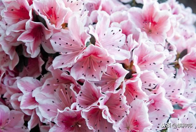 杜鹃花叶片、花蕾容易脱落，学会这几招，常年青枝绿叶、繁花盛开