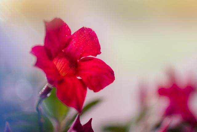 飘香藤：花开不断层掩映，一架篱笆满院香