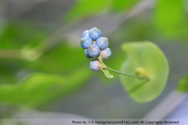 2019年我种过的100种花，美文美图