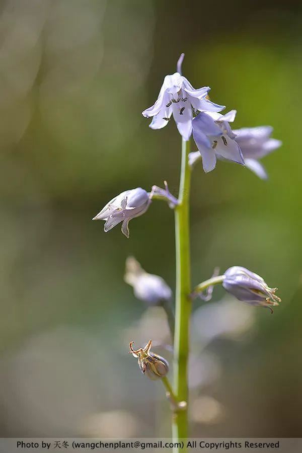 2019年我种过的100种花，美文美图