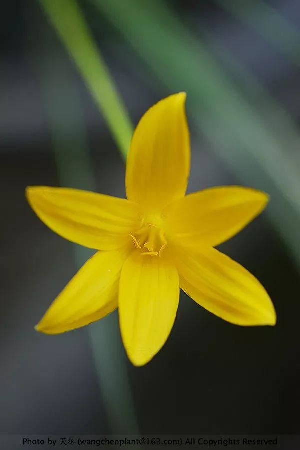 2019年我种过的100种花，美文美图
